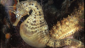 Pot-Bellied Seahorse - Captive Bred